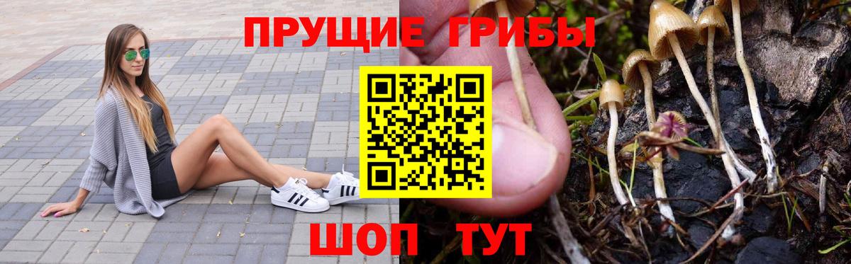Бердск  Галлюциногенные грибы прущие грибы  Вход с VPN  Галлюциногенные грибы мицелий 